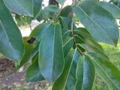 Annona muricata