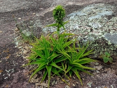 Orthophytum disjunctum