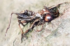 Ophiocordyceps unilateralis