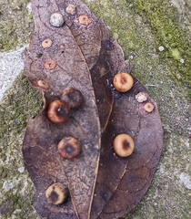 Pachypsylla celtidismamma