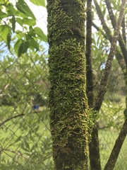 Azolla caroliniana