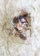 Ophiocordyceps unilateralis