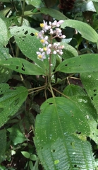 Miconia