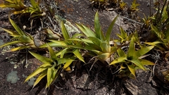 Vriesea freicanecana