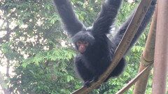 Ateles paniscus
