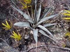 Vriesea limae