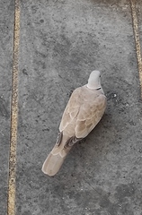 Streptopelia decaocto