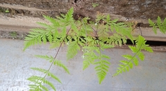 Pityrogramma calomelanos