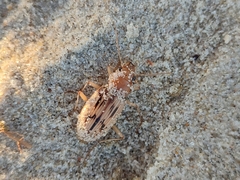 Eurynebria complanata