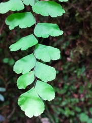 Adiantum poiretii