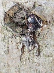 Ophiocordyceps unilateralis