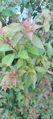 Alternanthera brasiliana