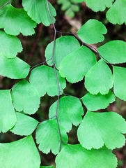 Adiantum poiretii