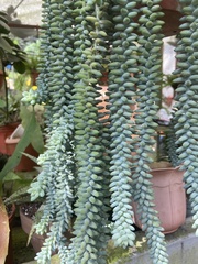 Sedum burrito