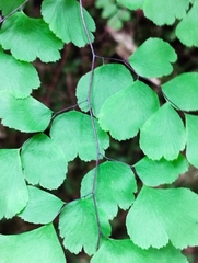 Adiantum poiretii