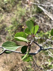 Crataegus michauxii