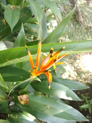 Heliconia psittacorum