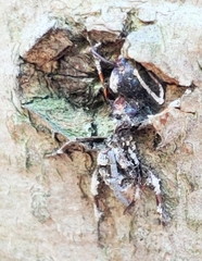 Ophiocordyceps unilateralis