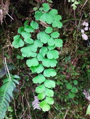 Adiantum poiretii