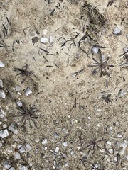 Chondrilla chondrilloides