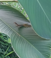 Anolis limifrons