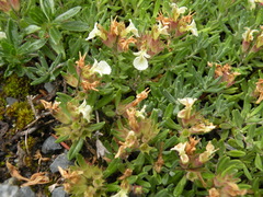 Teucrium montanum
