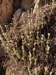 Pseudodictamnus hirsutus