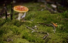 Amanita muscaria