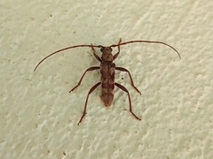 Mallocera simplex