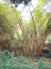 Bambusa vulgaris