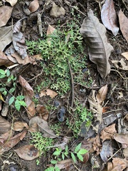 Selaginella pallescens