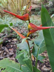 Heliconia latispatha