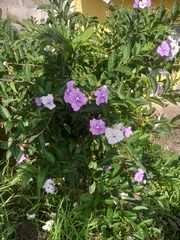 Brunfelsia