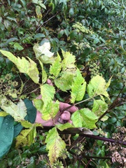 Angelica triquinata