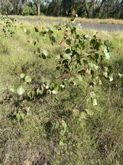 Eucalyptus populnea