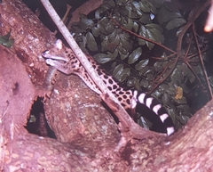 Genetta maculata