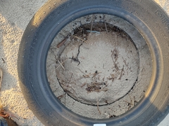 Eurynebria complanata