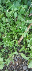 Cyperus mindorensis
