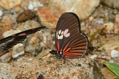 Eueides heliconioides