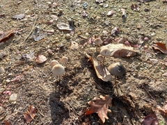 Panaeolus