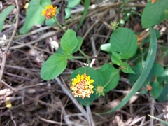Lantana horrida
