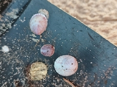 Crepipatella dilatata