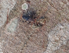 Ropalomeridae