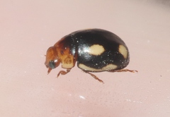 Hyperaspis lugubris