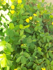 Arachis hypogaea