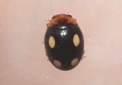 Hyperaspis lugubris