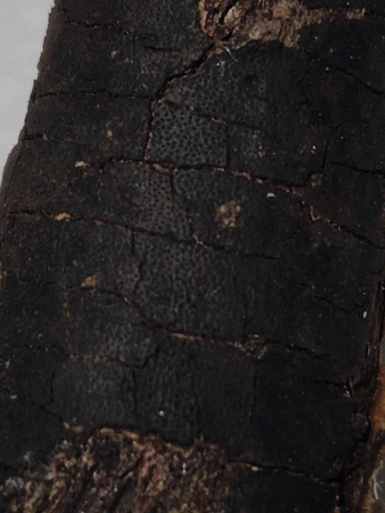 Pseudocoleophoma polygonicola