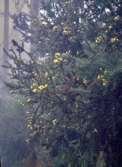 Ulex europaeus