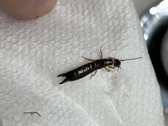 Euborellia annulipes