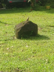 Myiozetetes cayanensis